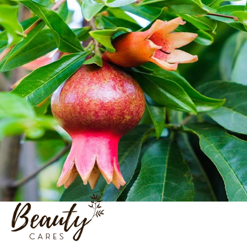 अनार के पत्ते /Pomegranate leaves